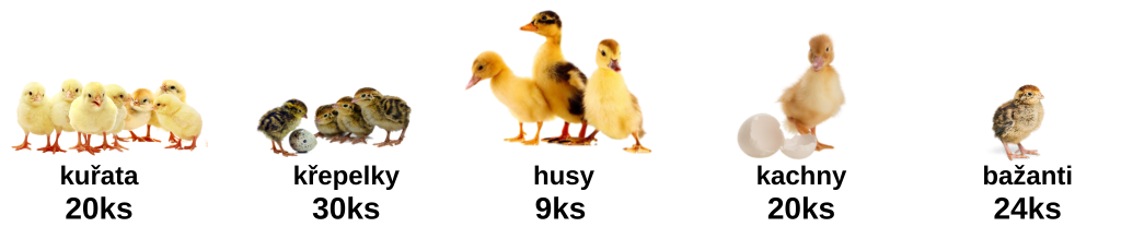 Odchovna drůbeže s infralampou - kapacita